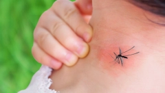 KOMARCI NAJVIŠE NAPADAJU LJUDE SA OVOM KRVNOM GRUPOM Još ako pijete ovo piće, ima da vas urnišu