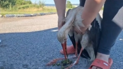 SLUČAJNI PROLAZNICI JOJ SPASILI ŽIVOT Pronašli povređenu RODU nasred puta, pa je odveli kod veterinara (VIDEO)