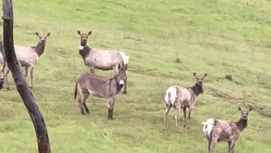 ŽIVI PUNIM PLUĆIMA Magarac koji je nestao pre pet godina, viđen u krdu jelena