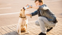 OD SAKUPLJAČA DO KUĆNIH LJUBIMACA Naučnici otkrivaju da psi ulaze u novu fazu evolucije