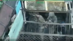 PALI U RUKE UKRAJINCIMA! Zarobili ruski tenk KORNJAČU, a onda su izvukli posadu: Ruski vojnik pogledao je u dron (VIDEO)
