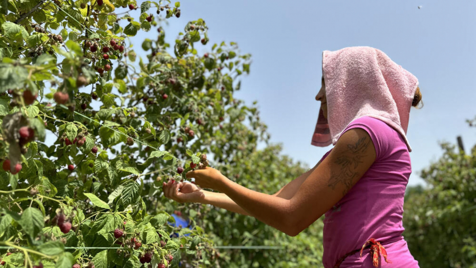 PEŠKIR NA GLAVU I PRAVAC U MALINE! Bračni par bere voćke i na čak 40 stepeni - evo koliko para dobijaju za svoj trud!