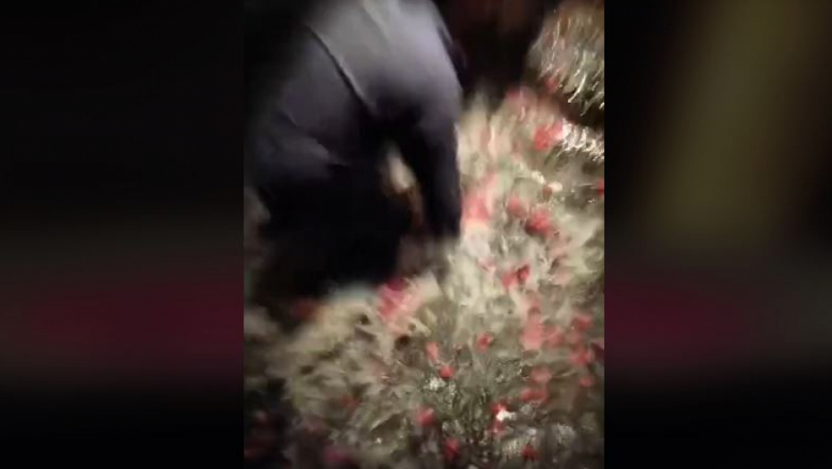 "ZAŠTO MORATE SVE DA UNIŠTITE U TUĐOJ ZEMLJI?" Žestok blam turiste videlo je 50 miliona ljudi, šta biste vi uradili? (VIDEO)