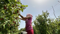 KAD UPEKNE SUNCE, NE ZNAŠ GDE SE NALAZIŠ Evo koliko zarađuju berači malina u Srbiji - posao težak, novac DOBAR