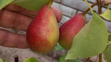 MIROSLAV DOŠAO NA IDEJU DA GAJI ZABORAVLJENU VOĆKU: Otporna je i donosi dobru zaradu!