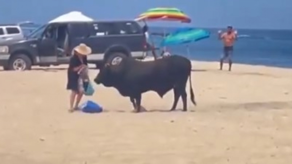 TURISTKINJA ČAČKALA BIKA NA PLAŽI Završila s teškim povredama, drama u Meksiku! (VIDEO)