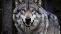 ŽENU NAPALI VUKOVI U ZOOLOŠKOM VRTU Predatori je grizli za vrat, leđa i nogu! Užas u blizini Pariza