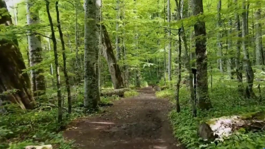 STOJAN POGINUO TOKOM SEČE DRVA Tragedija u Krupnju