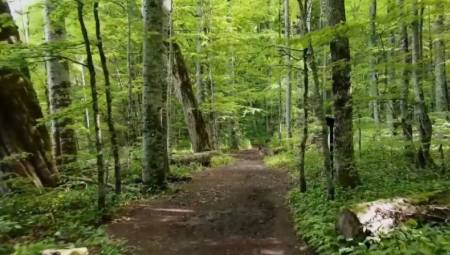 IZRAELCI SE IZGUBILI NA BIOGRADSKOJ GORI: Pronađeni u Krnjači vidno iscrpljeni i uplašeni