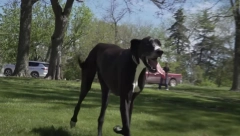 Uginula najveća doga na svetu