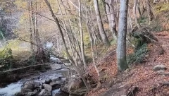 SEKLI TUĐU ŠUMU  Dolijali kradljivci, drva isekli pa prodali