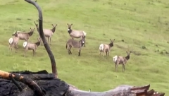 LJUBIMAC IM NESTAO PRE PET GODINA Sad se pojavio kao član KRDA JELENA, ono što radi je NEVEROVATNO (VIDEO)