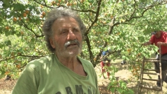 OVO NIKO NIJE OČEKIVAO Veliko iznenađenje za domaćine i berače, srećno trljaju ruke (FOTO)