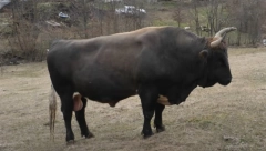 BIK NAPAO I USMRTIO ČOVEKA U JAJCU: Šta se tačno desilo?