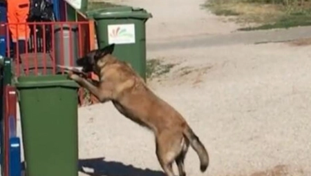 NIŠLIJKA MALINOA NAJVREDNIJA SUGRAĐANKA! Skuplja smeće i BACA ga u kantu: U gradskoj čistoći je oslovljavaju sa ''koleginice''(VIDEO)