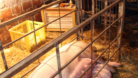 POPALJENI ALARMI U HRVATSKOJ Potvrđeno je da je bolest stigla