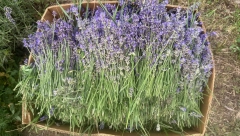 CRNOGORSKI PROMAŠAJ VEKA Katastrofalan posao rudnika Pljevlja, sa aromatičnim uljem