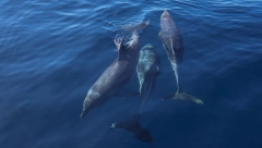 SPASENO VIŠE OD 100 DELFINA Nasukali se oko poluostrva u SAD, ljudi ih vratili u dubine (VIDEO)
