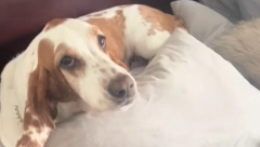 „MOJ PAS TO NE BI SMEO DA URADI“ Vlasnica je molila svog ljubimca da vrati ukradenu hranu, njegova rekacija je neverovatna