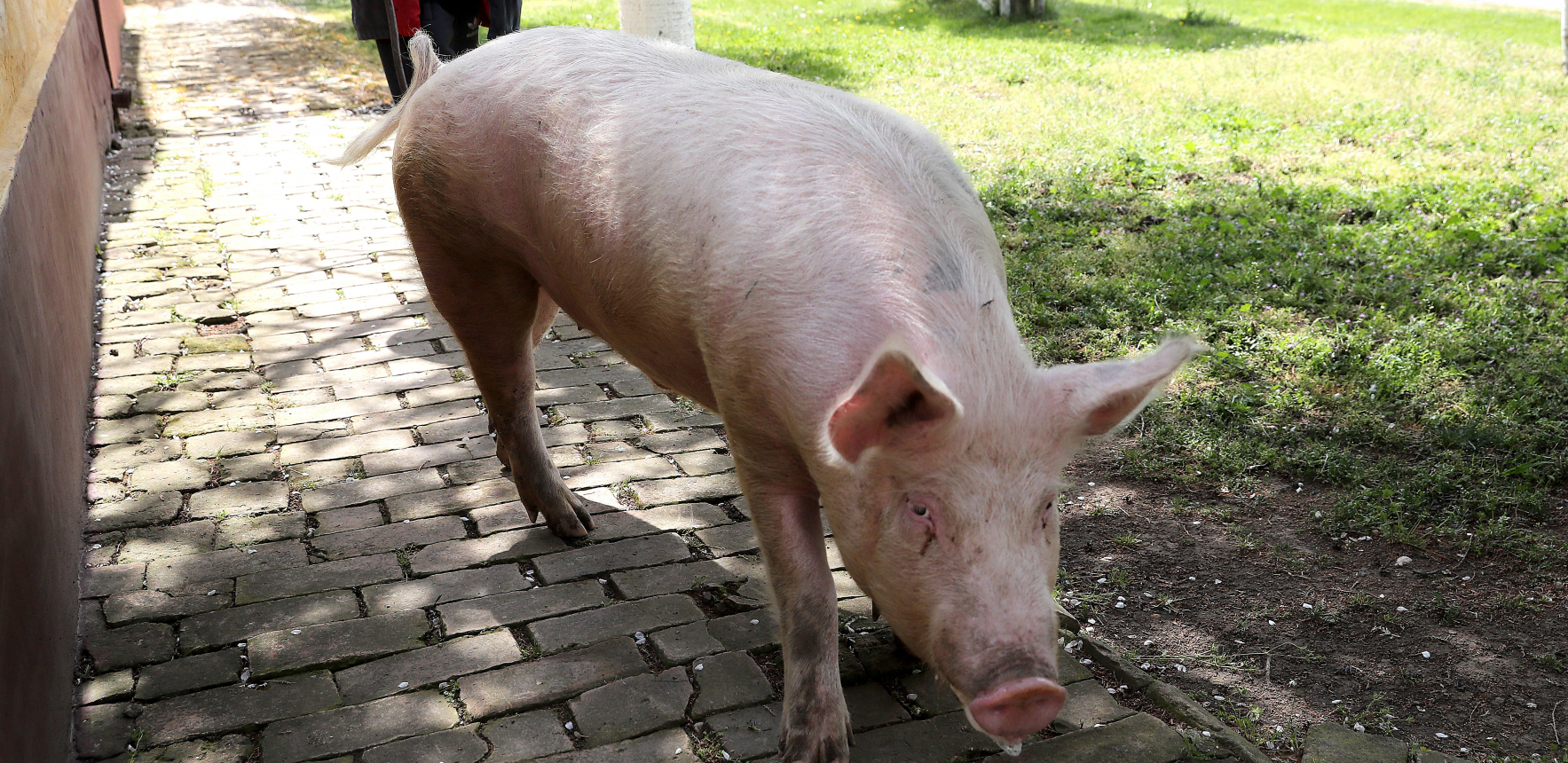 SVINJE MU POJELE DRUGA U DOMAĆINSTVU Tri godine kasnije komšija u istom dvorištu nastradao kada je upao u bunar