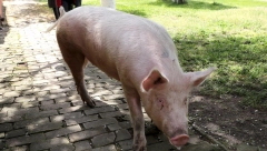 SVINJE MU POJELE DRUGA U DOMAĆINSTVU Tri godine kasnije komšija u istom dvorištu nastradao kada je upao u bunar