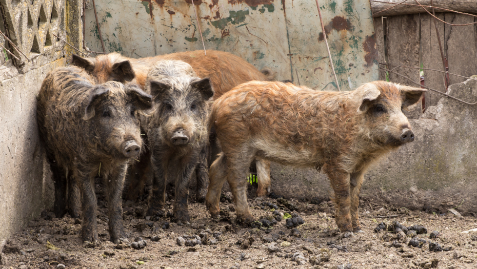 PROGLAŠENO ZARAŽENO PODRUČJE Afrička svinjska kuga u opštini Rača