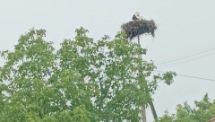 "ONE NA JESEN NEĆE SA DECOM NA JUG" Grad pobio rode dok su štitile mladunce, ljudi ne mogu da dođu sebi od srceparajućeg prizora (FOTO/VIDEO)