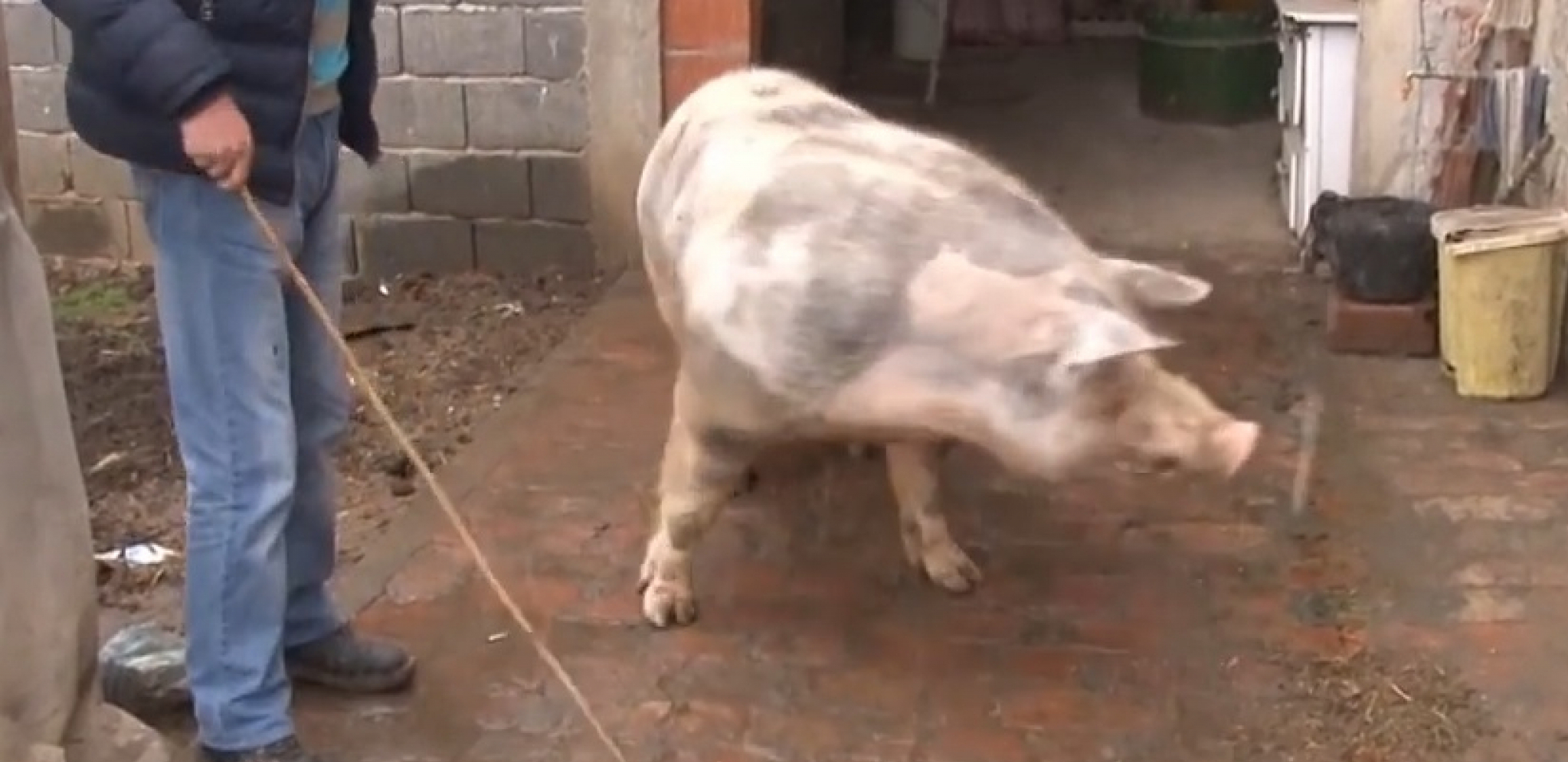 ŠOK OBRT U SLUČAJU STARCA KOGA JE NAVODNO POJELA SVINJA Za "Alo!" se oglasila njegova ćerka i ispričala šta se tačno desilo