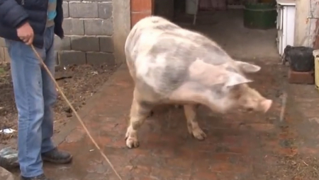 ŠOK OBRT U SLUČAJU STARCA KOGA JE NAVODNO POJELA SVINJA Za "Alo!" se oglasila njegova ćerka i ispričala šta se tačno desilo