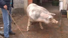 ŠOK OBRT U SLUČAJU STARCA KOGA JE NAVODNO POJELA SVINJA Za "Alo!" se oglasila njegova ćerka i ispričala šta se tačno desilo