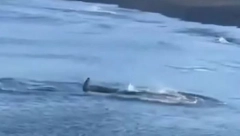 TURISTI U HRVATSKOJ SE RAZBEŽALI, NE ULAZE U MORE! Dve ajkule snimljene u plićaku kod popularnog turističkog mesta na Jadranu!