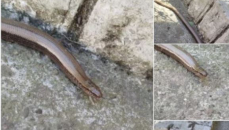 PANČEVAC SLIKAO ZMIJU U DVORIŠTU, A ONDA SE ŠOKIRAO! Saznao o kom gmizavcu je zapravo reč (FOTO)