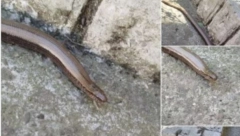 PANČEVAC SLIKAO ZMIJU U DVORIŠTU, A ONDA SE ŠOKIRAO! Saznao o kom gmizavcu je zapravo reč (FOTO)