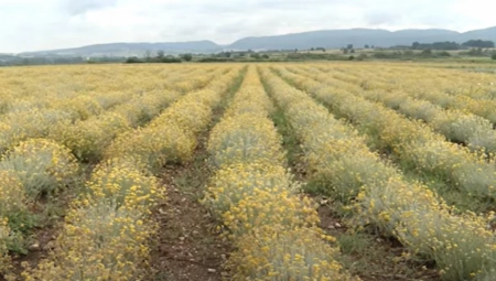 NA OVOJ BILJCI SRBI ZARAĐUJU DO 1.400 EVRA PO LITRU! Evo šta se pravi od nje - uspeva posle 3 godine