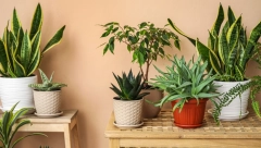 NEMA KO DA VAM ZALIVA CVEĆE DOK STE NA ODMORU? Najbolje je da ga uspavate, tako se sigurno neće osušiti