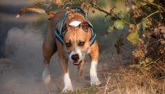 JOŠ NIJE USPAVAN Ko odlučuje o sudbini psa koji je usmrtio čoveka u Novom Sadu