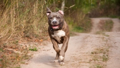 RAZJARENI PITBUL RASTRGAO PSA Vlasnici pobegli, a zakon kaže kazna do 75.000 dinara, a može i krivično da odgovara