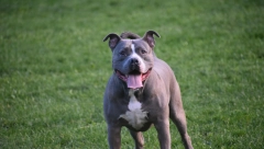 OBRT U JEZIVOM SLUČAJU U NOVOM SADU! Preminuo muškarac, pa ga IZUJEDAO sinovljev pitbul!