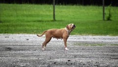 "IZGLADNJIVAO I ZANEMARIVAO PITBULA, PA MU PAS UBIO NEPOKRETNOG OCA!" Jezivi detalji napada u Novom Sadu:"Majka mu je umrla pre par godina!"