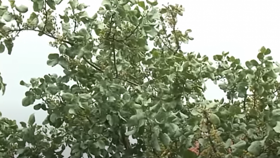 ZASADI SE JEDNOM, RAĐA 100 GODINA Istočnjačko blago može da se gaji i kod nas, cena za kilogram i do 20€