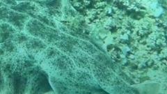 LOVI IZ ZASEDE, A MOŽE NARASTI I PREKO METAR I PO! U Jadranu uočeno stvorenje za koje se mislilo da je IZUMRLA vrsta, snimak prenerazio istraživače! (VIDEO)