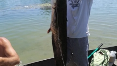 MILAN UPECAO SOMA GRDOSIJU, JEDVA IZVUKAO RIBU IZ VODE! Pogledajte koliko teži ova neman (FOTO)