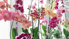 ZA ORHIDEJE KAO IZ BAJKE Zalivajte ih ovim tečnošču i neće prestati da cvetaju