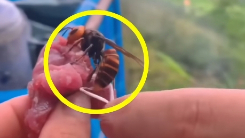 ŠTA URADITI KADA VAS UJEDE STRŠLJEN Jedna greška može biti kobna, obratite pažnju na ove stvari