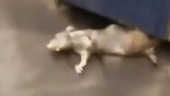 MA ŠTA JE OVO, LJUDI? Ogroman pacov nestao u jezivom trenutku - a onda se pojavilo nešto još veće! (VIDEO)