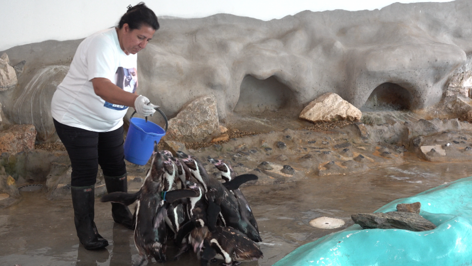 ALO! NA ROĐENDANU ZOO VRTA - Nilski konji jedu lubenice, pingvini se baškare u bazenu, a foka je glavna atrakcija (VIDEO)