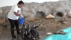 ALO! NA ROĐENDANU ZOO VRTA - Nilski konji jedu lubenice, pingvini se baškare u bazenu, a foka je glavna atrakcija (VIDEO)