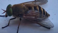 UJED OBADA, OPASNIJI OD STRŠLJENA! Ako vas ubode, hitno kod doktora,  izazivaju ozbiljnu infekciju pluća!