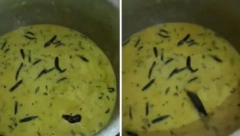 HAOS U STUDENTSKOJ MENZI: Pronašli supu "začinjenu" pacovom, scena za nevericu