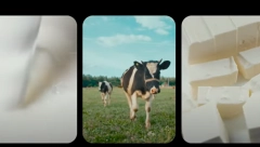 POSVEĆENOST I INOVACIJA DOVODE DO USPEHA: Priča mladog mlekara iz Bora (VIDEO)